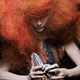 Illustration for article titled Get Involved, Internet: Help Björk teach low-income students about music